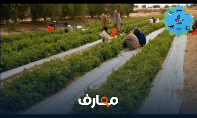 زراعة الثوم والبصل