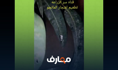 كيفية زراعة شجرة الجوافة
