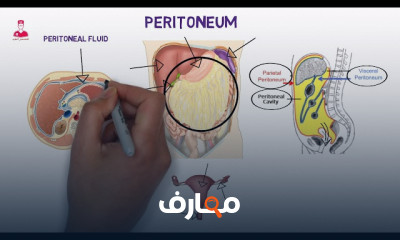 تشريح أعضاء البطن