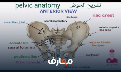 تشريح الطرف السفلي