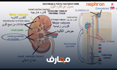 تشريح الجهاز البولي