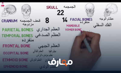 تشريح الجمجمة