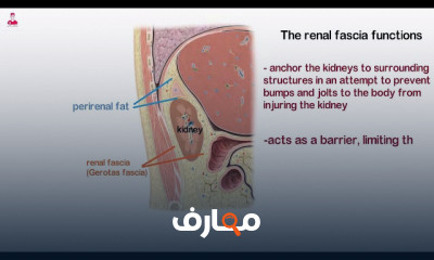 النظام البابي الكبدي