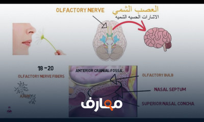 الأعصاب الدماغية