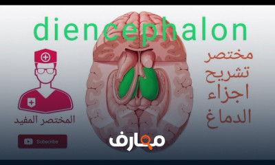 تشريح الجهاز العصبي