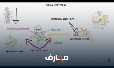 العمود الفقري