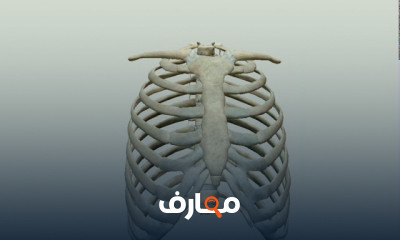 تشريح القفص الصدري