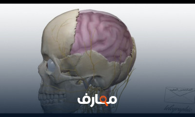 تشريح عظام الجمجمة