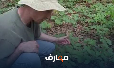 زراعة الجنسنج