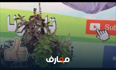 زراعة الريحان في الصيف