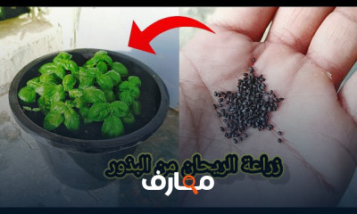 زراعة الريحان