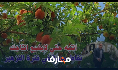 زراعة الأسطح