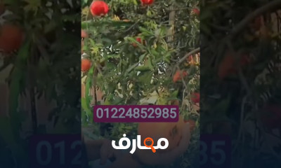 زراعة أشجار الفاكهة