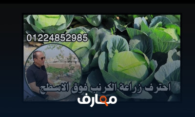 زراعة الاسطح