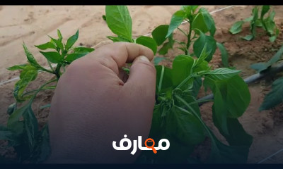 زراعة الفلفل
