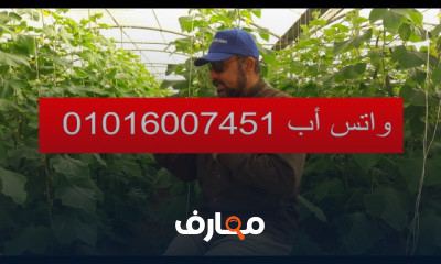 زراعه الاسطح