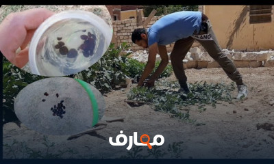 زراعة البطيخ