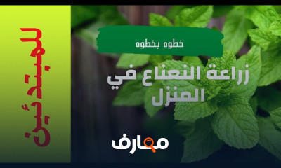 زراعه النعناع