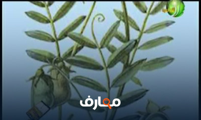 زرع العدس