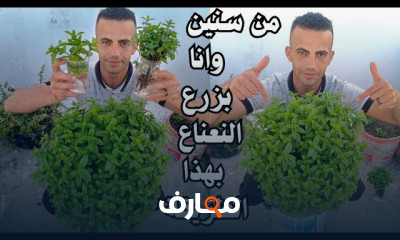 كيفيه زراعه النعناع