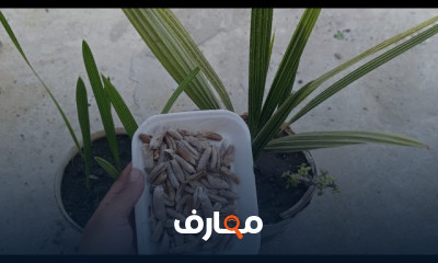 زراعة النخيل