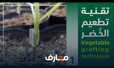 تطعيم الخضر