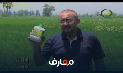 الزراعة بالقطن