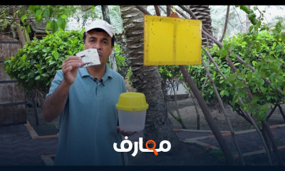 زراعة السدر