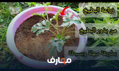 زراعة الشمام