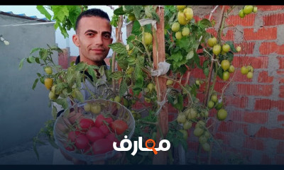 زراعة الطماطم في البيت