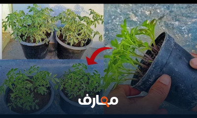 زراعة الطماطم في الصيف