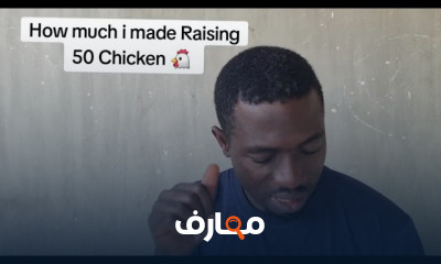 تربية بداري التسمين