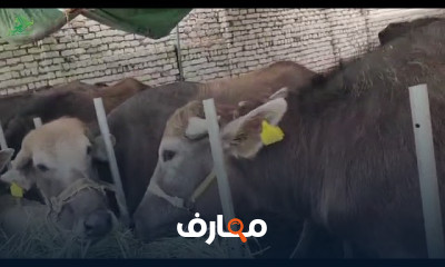 الانتاج الحيواني