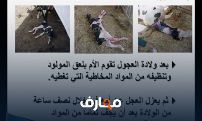 تربية ورعاية حيوانات المزرعة