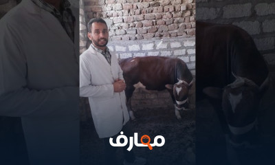 دراسة جدوى مشروع تسمين عجول