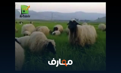 انشاء مزارع الأغنام