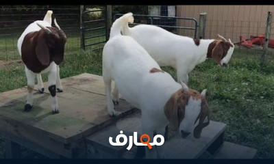 علاج أمراض الماعز والاغنام
