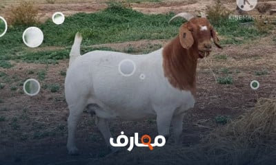 تربية الماعز البور