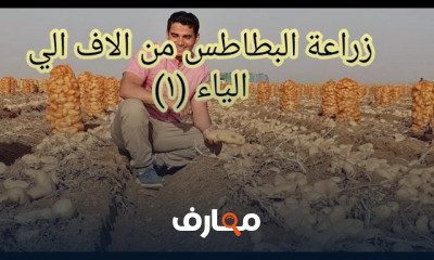 إنتاج البطاطس بالأراضي القديمة