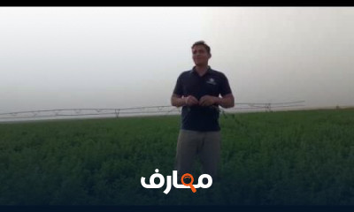 زراعة وانتاج البرسيم