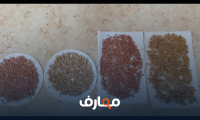 الاستثمار في الزراعة