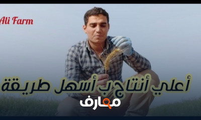 زراعة وانتاج القمح
