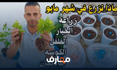 طريقة زراعة الفول البلدي