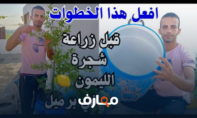 طريقة زراعة الليمون في المنزل