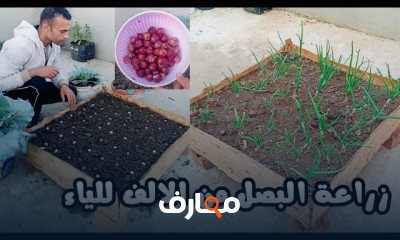طريقة زراعة البصل في المنزل