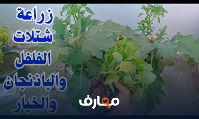 زراعة شتلات الكرنب القرنبيط