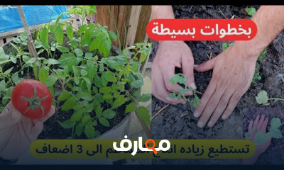 طريقة زراعة الخيار