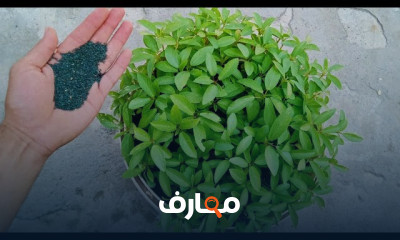 طريقة زراعة الملوخيه بالمنزل