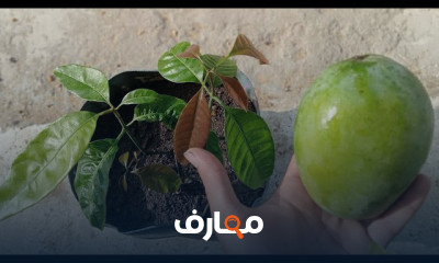 زراعة المانجا بالمنزل