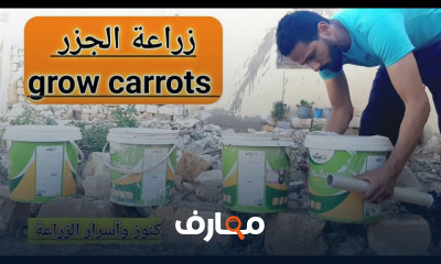 زراعة الجزر